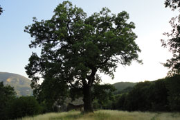 Αγ Ιωάννης Προδρόμου